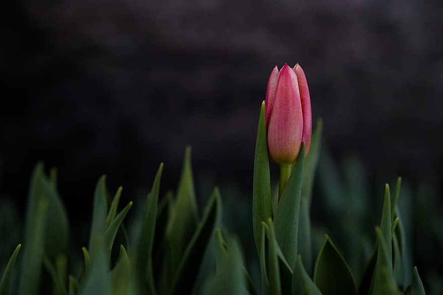 tulipan, blomst, kronblade, blomstrende, flora, blomsterdyrkning, havebrug, botanik, natur, plante, enkeltblomst