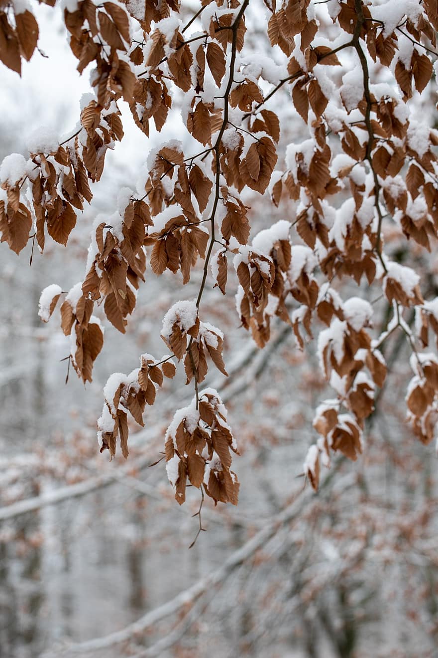 bladeren, takken, bomen, ijs-, bevroren, sneeuw, winters, sneeuwvlokken, winter, vorst, koude