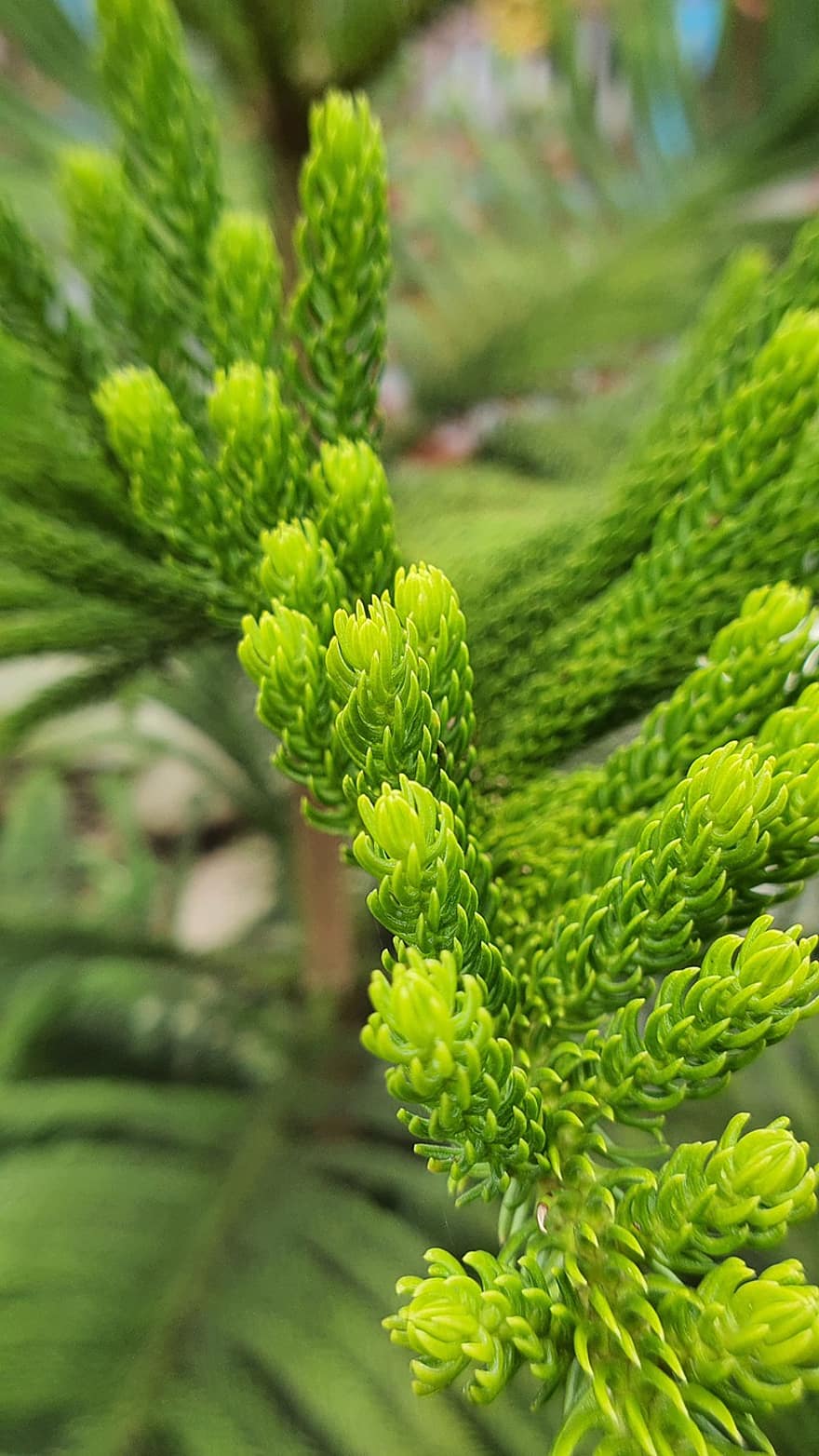 Dacrydium, Leaves, Tree, Branch, Pine Needles, Conifer, Nature, leaf, close-up, green color, plant