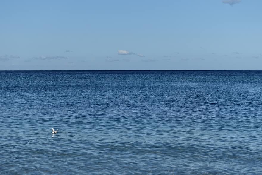 mar, gaviota, horizonte, pájaro, Gaviota, mar Báltico, Mecklemburgo Pomerania Occidental, agua, marina, naturaleza, azul