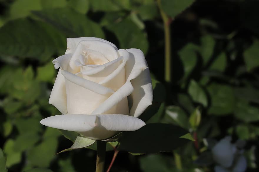 роза, цвете, пружина, растение, бяла роза, бяло цвете, разцвет, пролетно цвете, градина, природа, едър план