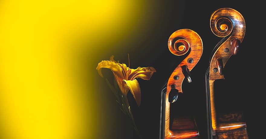 Cello, Blume, Musikinstrument, Streicher, Musik-, Blütenblätter, Stempel, Stengel, Blumen-, Musik und Blumen, Violoncello
