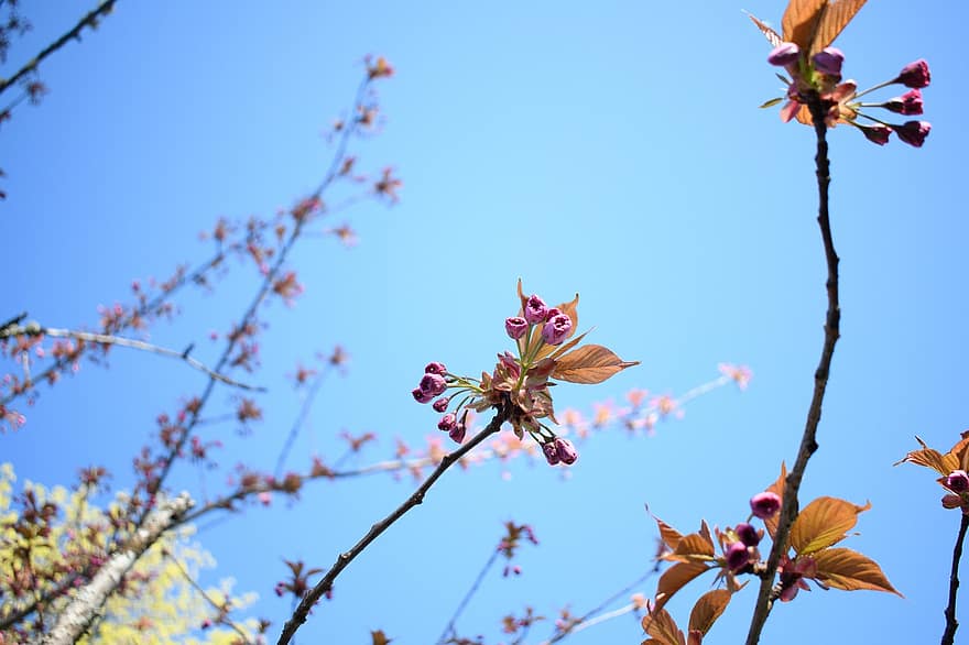 цветы, весна, природа, дерево, небо, время года