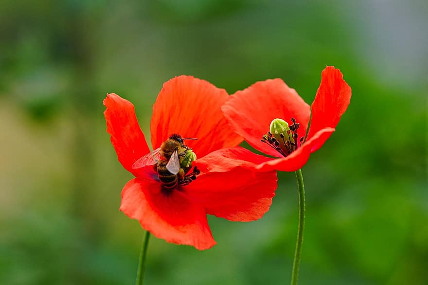 flores, polinização, abelha, inseto, entomologia, papoula, lindo, flores silvestres, República da Coreia, plantar