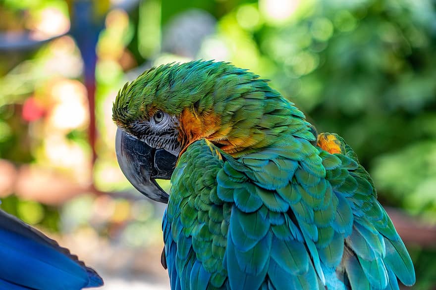 papağan, kuş, tüyler, hayvan, doğa, tropikal, renkli, egzotik, kanat, kafa, renk