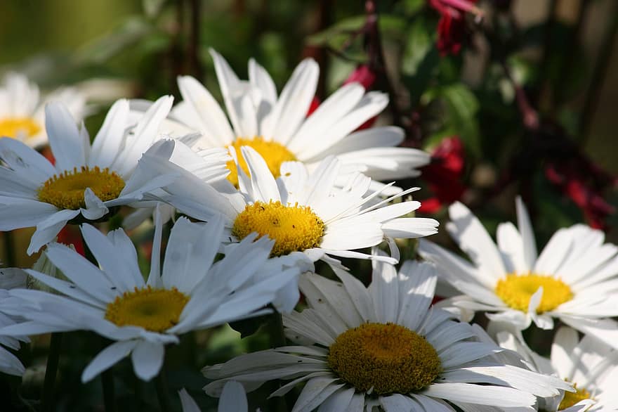 daisy, blommor, växt, kronblad, vita blommor, blomma, sommar, trädgård, blomma äng, natur