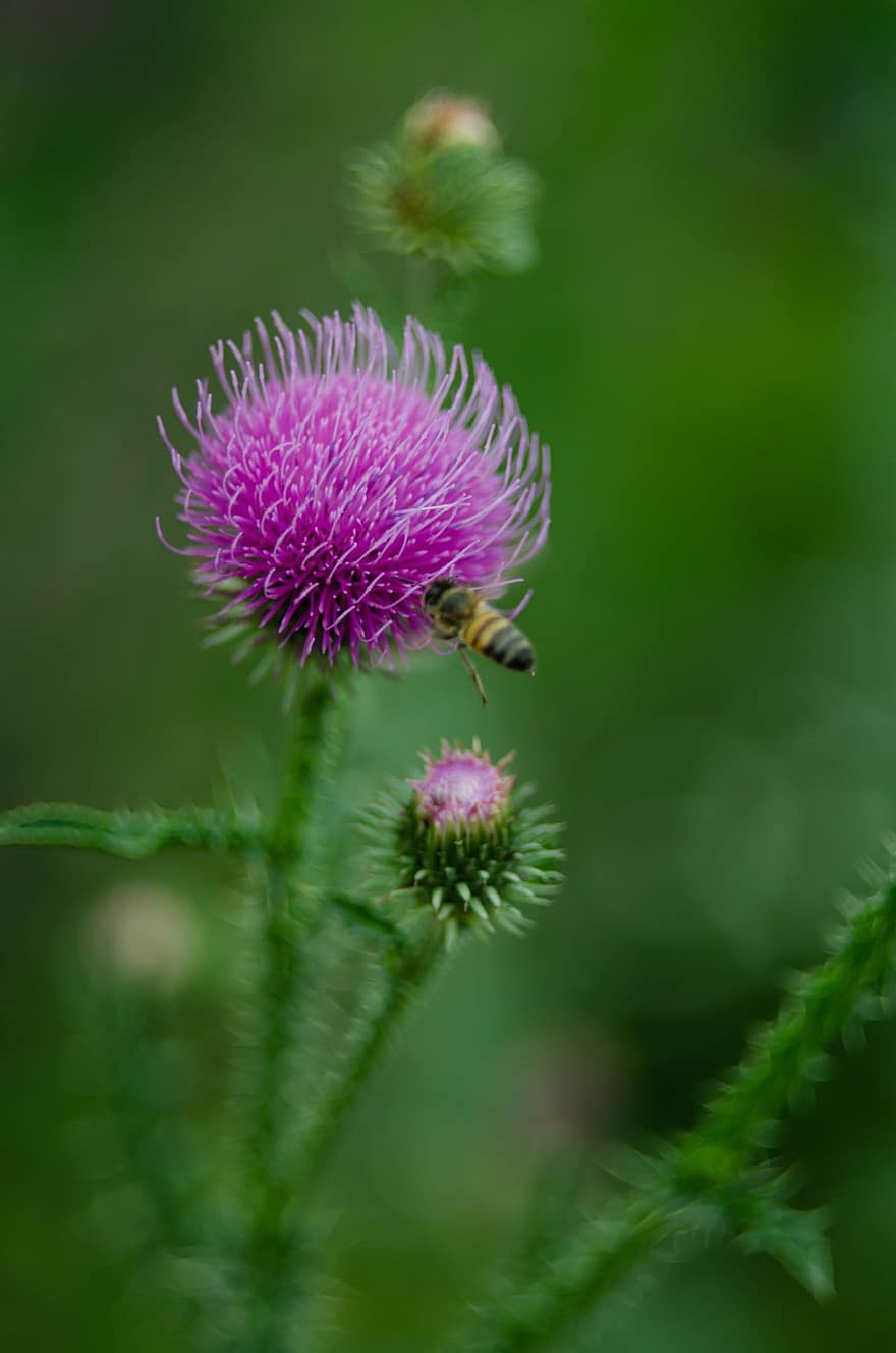 пчела, насекомо, цвете, животно, бял трън, растение, градина, природа, красота, близък план, цветок