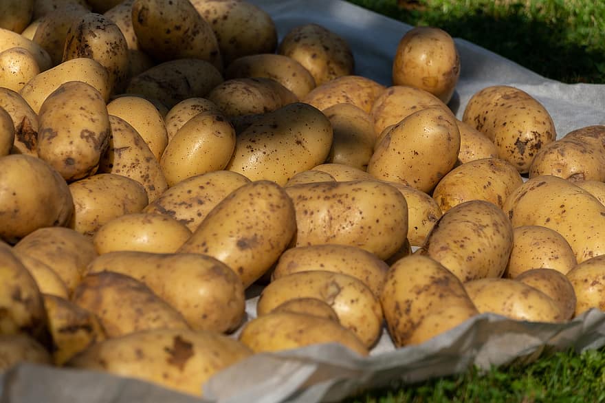 patate, verdure, radici commestibili, patata cruda, agricoltura, freschezza, verdura, biologico, cibo, mangiare sano, azienda agricola