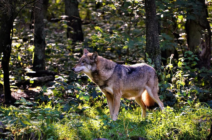 Wolf, Canine, Animal, Fur, Snout, Mammal, Canis Lupus, Animal Photography, Predator, Carnivore, Hunter