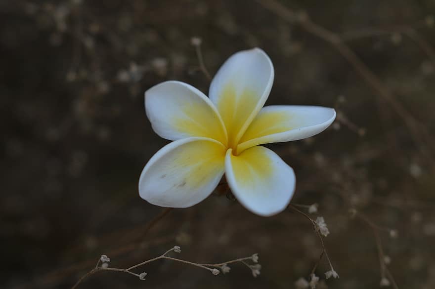 plumeria, λουλούδι, frangipani, πέταλα, λευκά πέταλα, ανθίζω, άνθος, χλωρίδα, φυτό, φύση