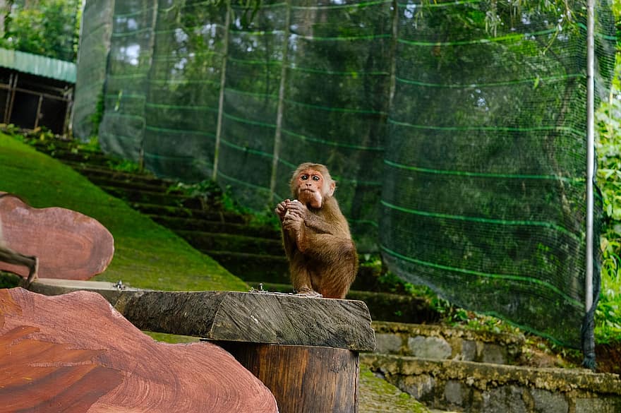 macaco, jardim zoológico, animais selvagens, primata, Macaco comendo uma banana, animal