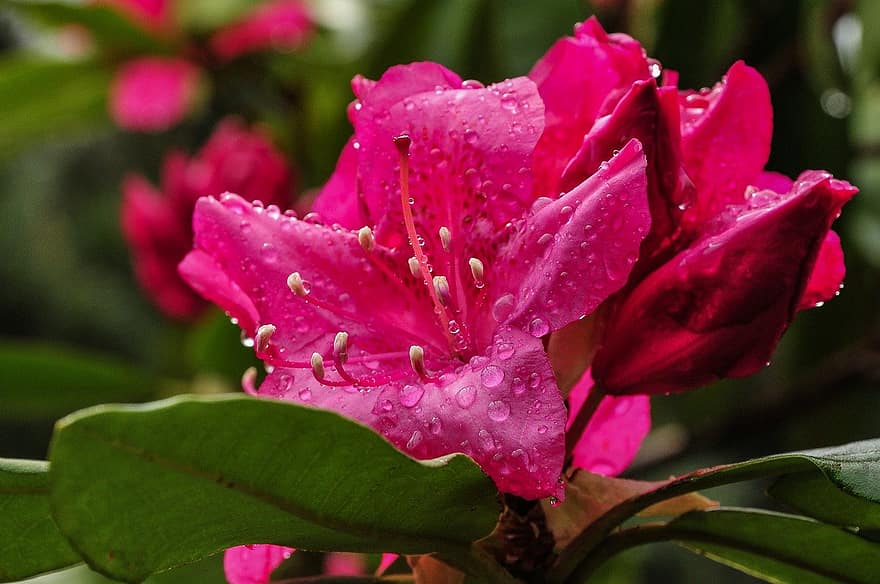 flori, roz flori, grădină, rouă, picături de rouă, petale, roz petale, a inflori, inflori, floră, plantă