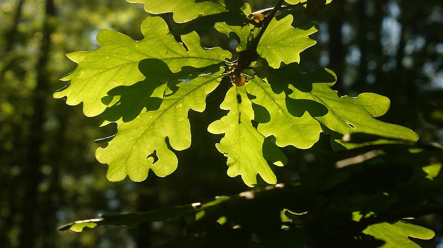 dub, listy, slunečního světla, větev, zeleň, dubové listy, jaro, strom, rostlina, les, Příroda
