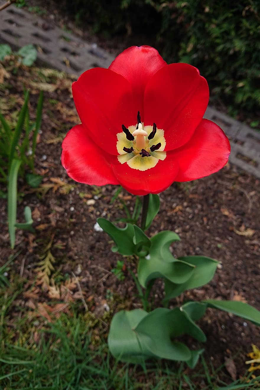 Tulipa Agenensis, Odrůda tulipánů, červená květina, jaro, květ, flóra, Příroda, rostlina, květu hlavy, okvětní lístek, letní