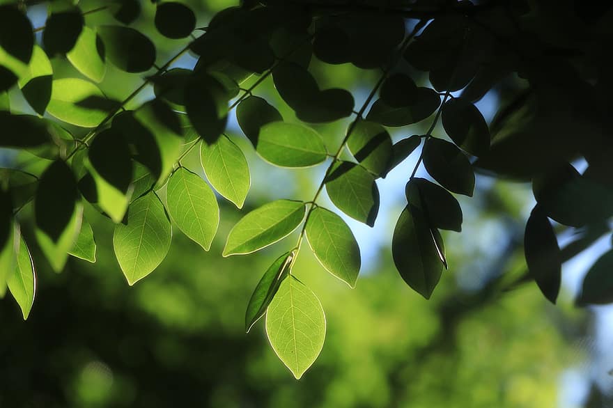 листья, зеленый, Солнечный лучик, природа, завод, расслабиться