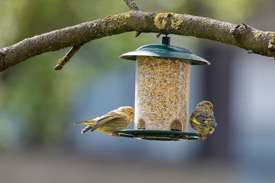 ocell, sitja d'alimentació, greenfinch