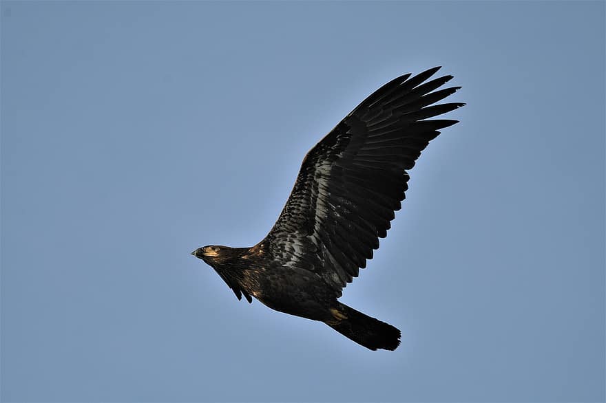 Águia, pássaro, vôo, asas, voar, céu, animal, penas, plumagem, bico, conta