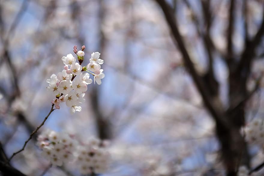květiny, jaro, Třešňový květ, strom, sezónní, Japonsko, květ, okvětní lístky, růst, větev, rostlina