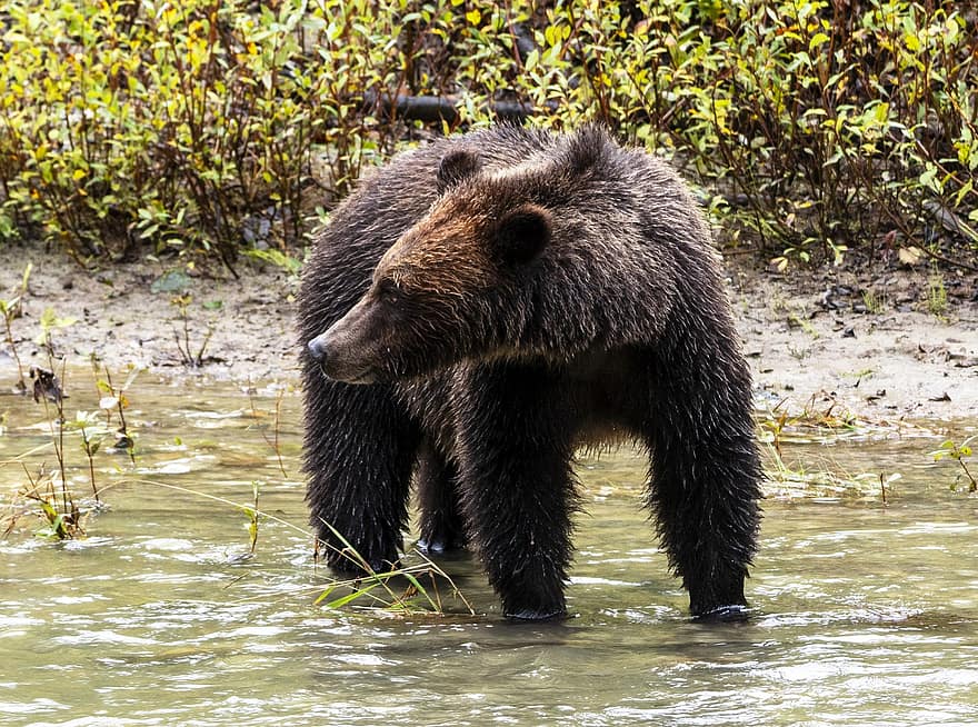 pływ, dzikiej przyrody, Niedźwiedź, zwierzę, pustynia, Kanada, Vancouver, brązowy niedźwiedź, Natura