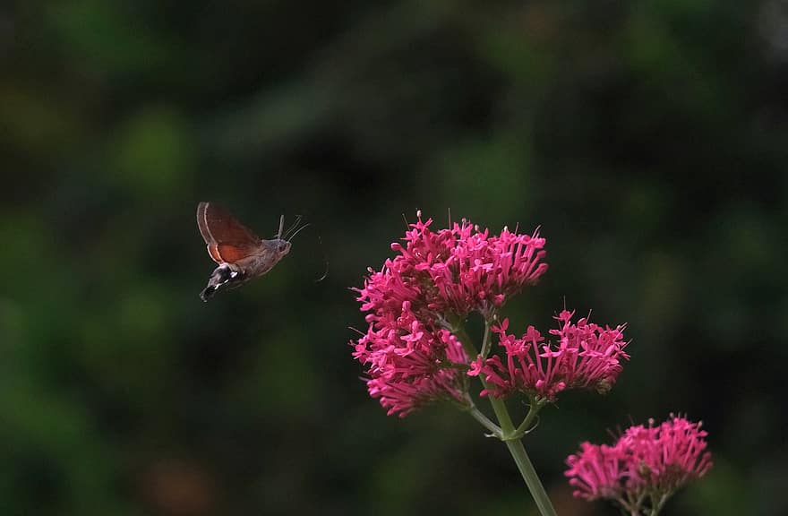 falena-falena colibrì, fiori rosa, falena, insetto, fiori, macroglossum stellatarum, fiorire, avvicinamento, fiore, pianta, estate