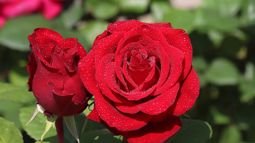 Roses, Flowers, Dew, Wet, Dewdrops, Plant, Red Roses, Red Flowers, Petals, Bloom, Garden
