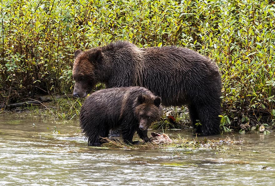 osos pardos, osos, animales, desierto, Canadá, Vancouver, Isla de vancouver, depredadores, animales en la naturaleza, bosque, agua