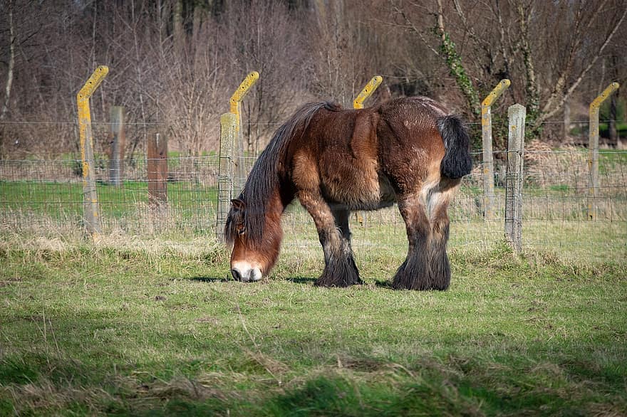 ベルギーの馬、うま、家畜、ドラフト馬、哺乳類、農場の馬、ウマ、馬の背景、ファーム、田園風景、草