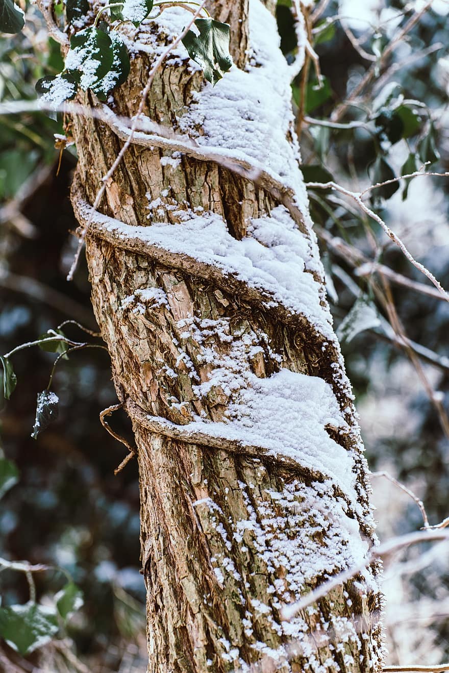 boom, romp, winter, sneeuw, natuur, stam, hout