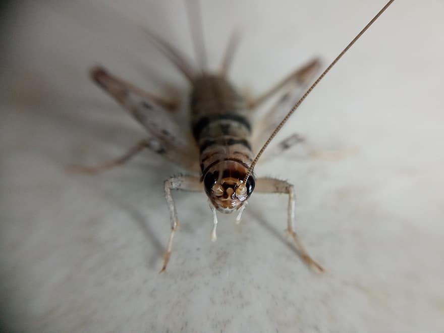 Tropical House Cricket, cricket, insekt, Grylodes Sigillatus, gryllidae, natur, tæt på, makro, hvirvelløse, leddyr, lille