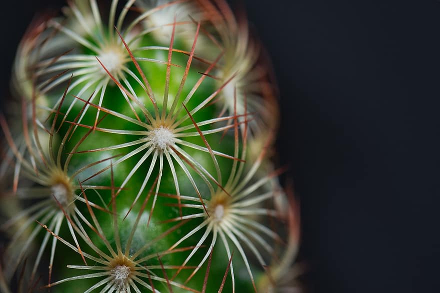 cactus, fabriek, exotisch, plantkunde, flora, doornen, netelig