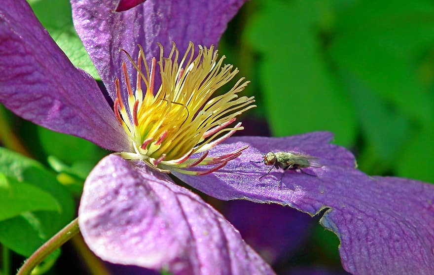 クレマチス、花、飛ぶ、雌しべ、蜜、花びら、紫色の花、紫色の花びら、咲く、フローラ、動物相