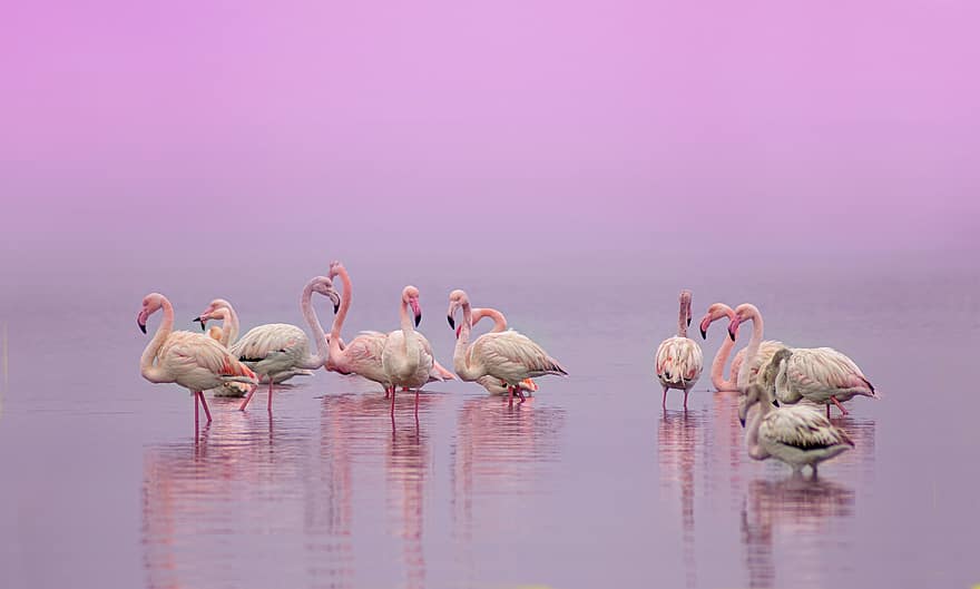 Flamingos, Vögel, Meer, Tiere, watende Vögel, Wasservögel, exotisch, Tierwelt, Feder, Gefieder, Fauna