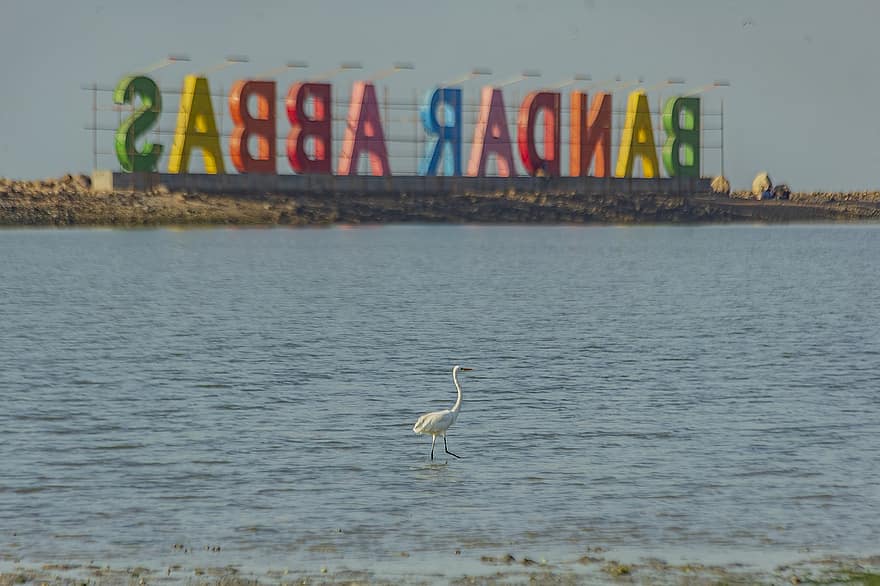 Bandar Abbas, mar, egret, ocell, animal, vida salvatge, Costa, iran, província hormozgan, Golf Pèrsic, naturalesa