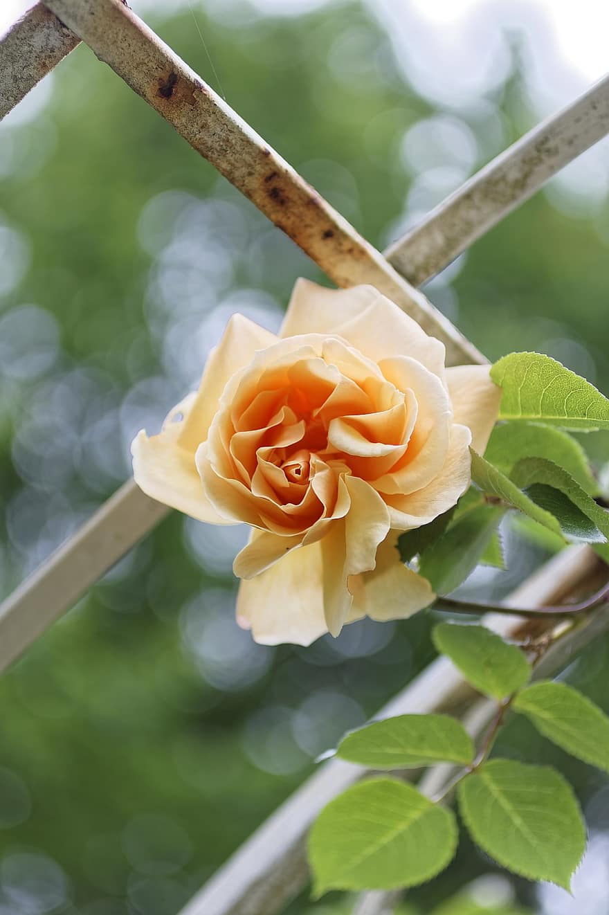 Rose, gul blomst, gul rose, blomst, natur, tæt på, blad, plante, friskhed, sommer, kronblad
