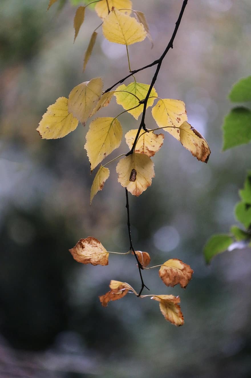 Birch, Daun-daun, jatuh, musim gugur, cabang, dedaunan, daun kuning, pohon, menanam, alam, musim