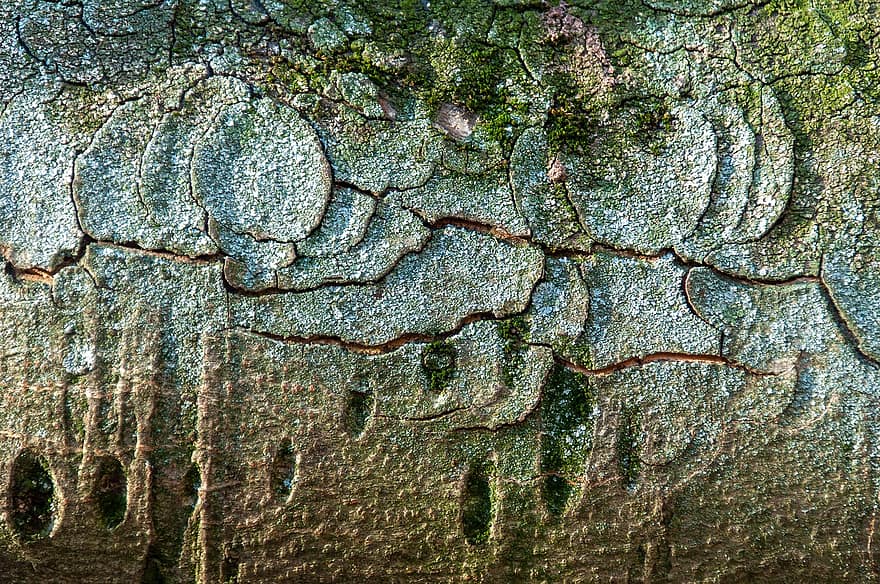 kulit pohon, permukaan, tekstur, struktur, Latar Belakang, pohon, latar belakang, pola, tua, merapatkan, abstrak