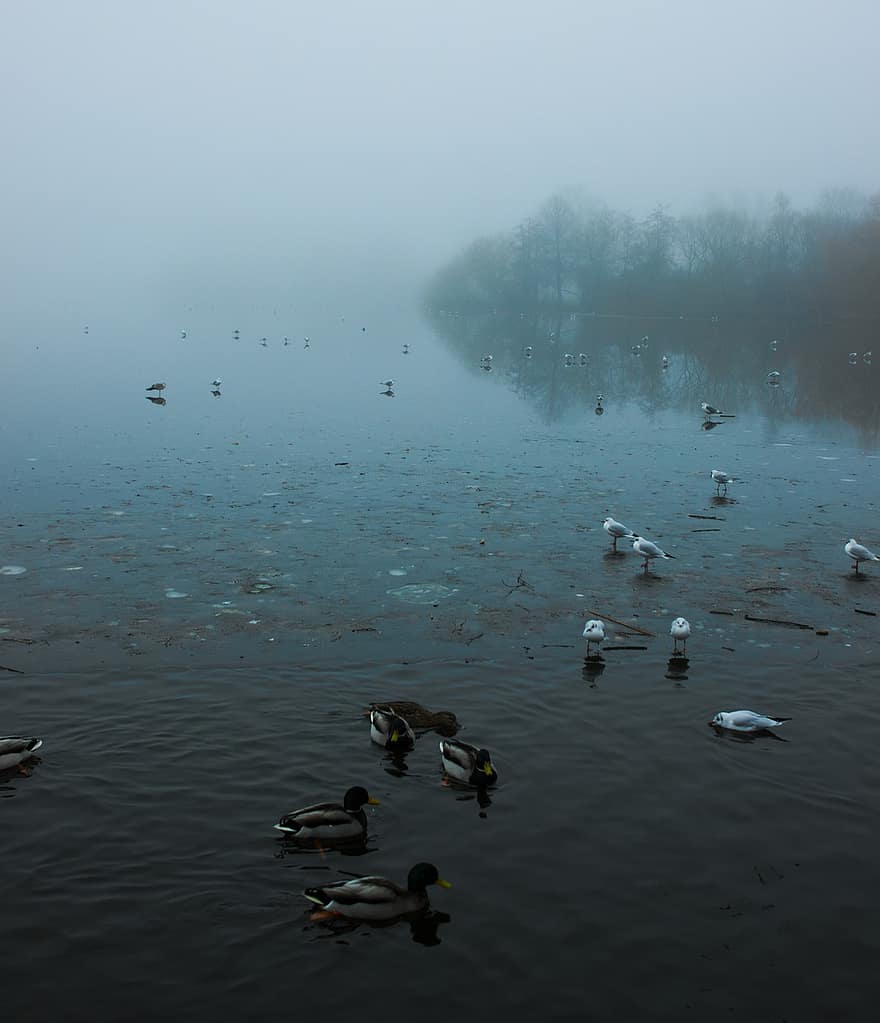 passarinhos, patos, lago, Remando de patos, vadear, névoa, nebuloso, neblina, aves aquáticas, pássaro aquático, ave
