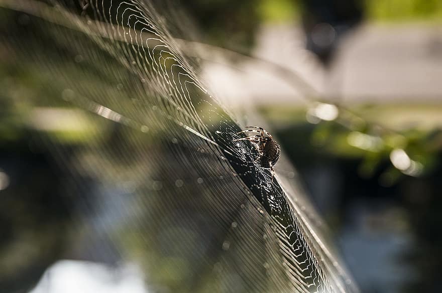 hämähäkki, seitti, luonto, hämähäkinverkko, hämähäkin silkki, arachnid, eläin, eläimistö