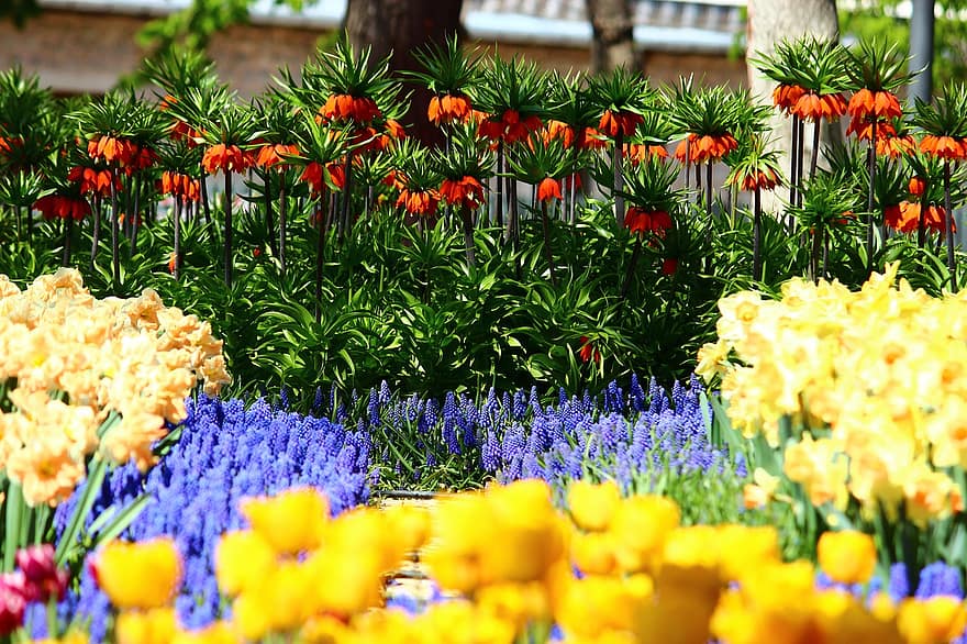 Blumen, Park, Garten, blühen, Botanik, Pflanze, Landschaft, Blume, Sommer-, mehrfarbig, Frühling