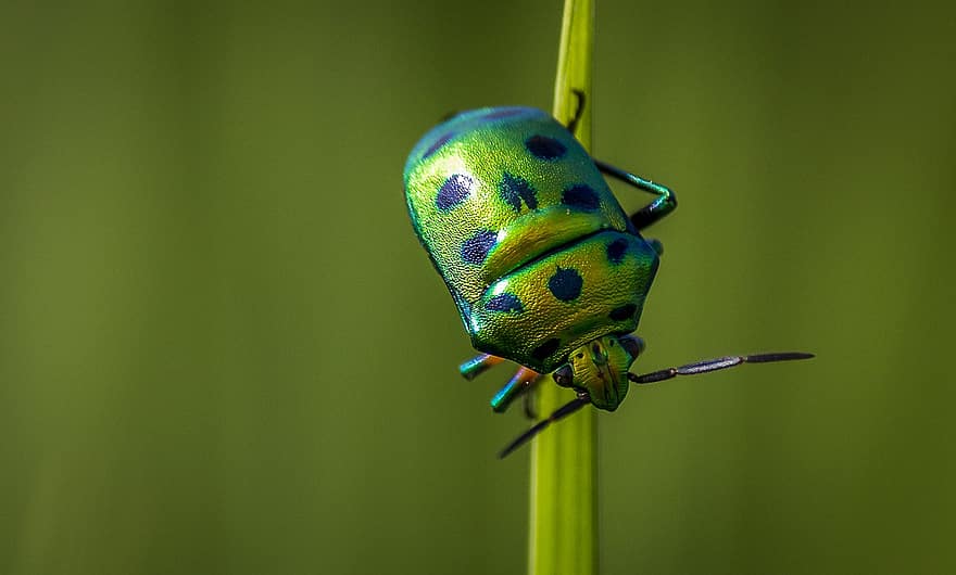 insecte, escarabat, error, entomologia, animal, naturalesa, vida salvatge, primer pla, macro, color verd, estiu