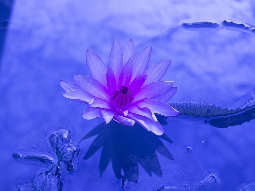 Лили, цветок, пруд, фиолетовый цветок, лепестки, фиолетовые лепестки, цветение, цвести, водное растение, Флора, природа