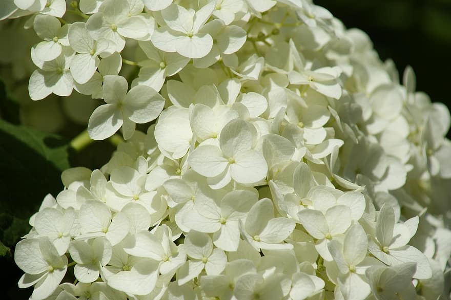 hortenzia, virágok, fehér hortenzia, szirmok, fehér szirmok, virágzás, virágzik, növényvilág, természet