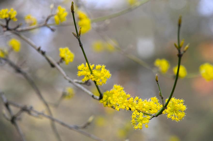 꽃들, 노란 꽃, 봄, 숲, 자연, 닫다