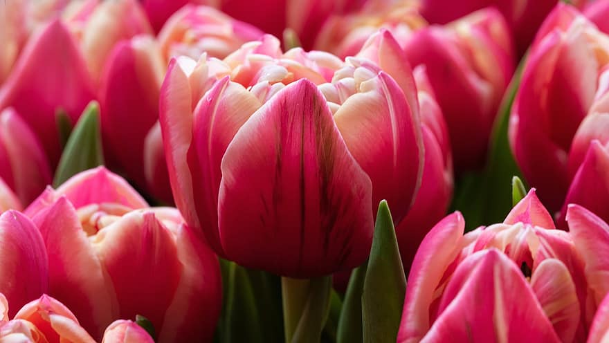 tulpen, roze bloemen, tuin-, bloesems, natuur, de lente, tulp, bloem, fabriek, bloemhoofd, detailopname