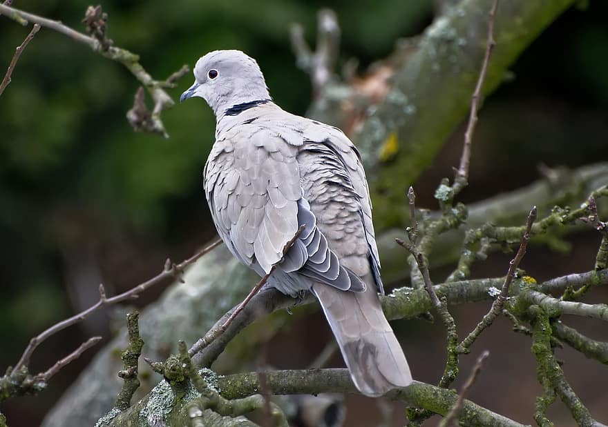 유라시아 collared dove, 비둘기, 새, 동물, 야생 생물, 깃털, 분기, 앉은, 자연, 부리, 깃