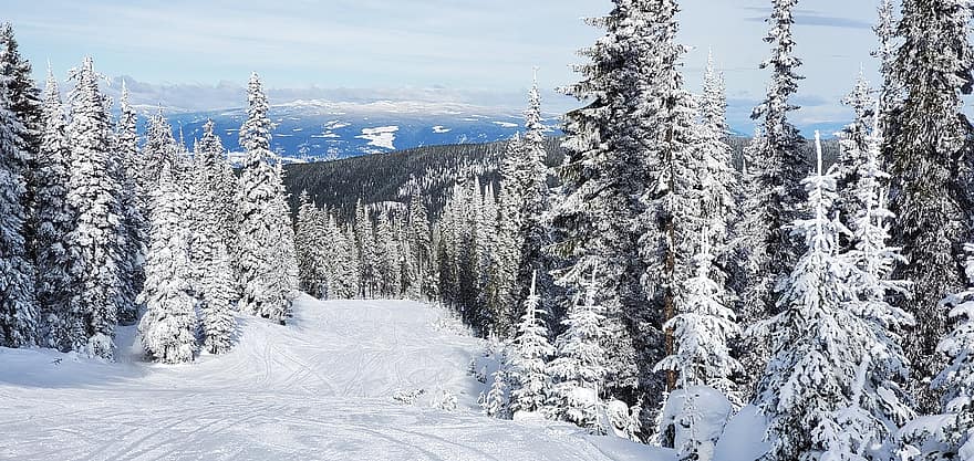 piste, neige, des arbres, hiver, Piste de ski, pistes de ski, sapins, pins, conifères, Montagne, la nature
