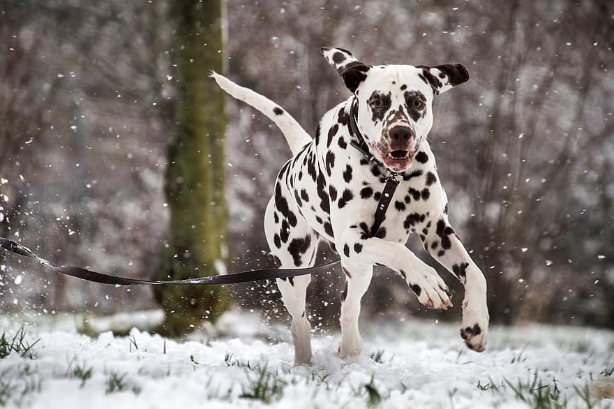 ダルメシアン、犬、雪、雪が降る、ひも、ペット、動物、飼い犬、犬歯、哺乳類、可愛い