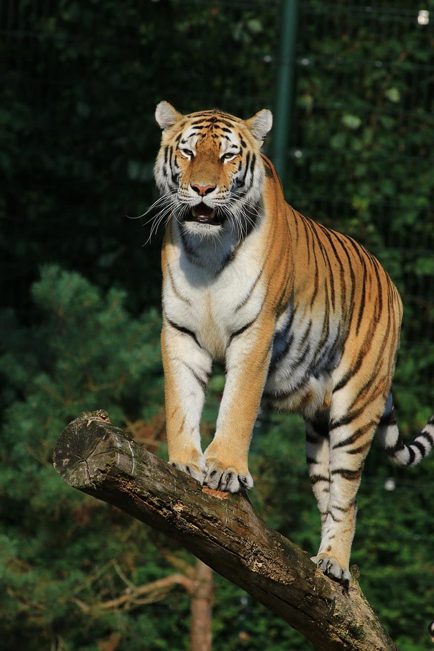 虎、捕食者、野生動物、森林、猫科、自然、動物