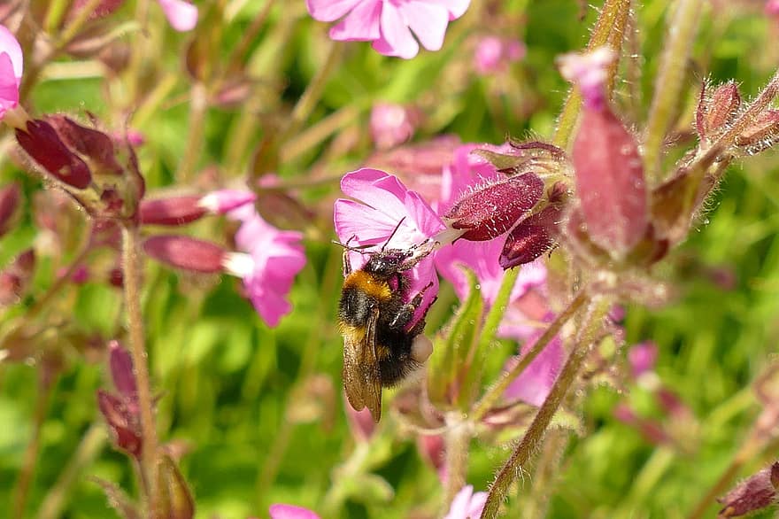humle, bug, fauna, honning, nektar, pollen, gjødsle, gjøk blomst, silene dioica, nellikerfamilie, rosa