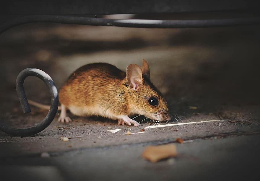 domácí myš, myš, dlouho sledoval myš, hnusný, hlodavec, tlačítko oči, malý, zvědavost, stvoření, zvíře, roztomilý